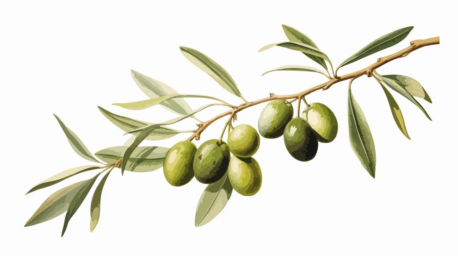 Graceful botanical illustration of olive branch — free download from Dotvec