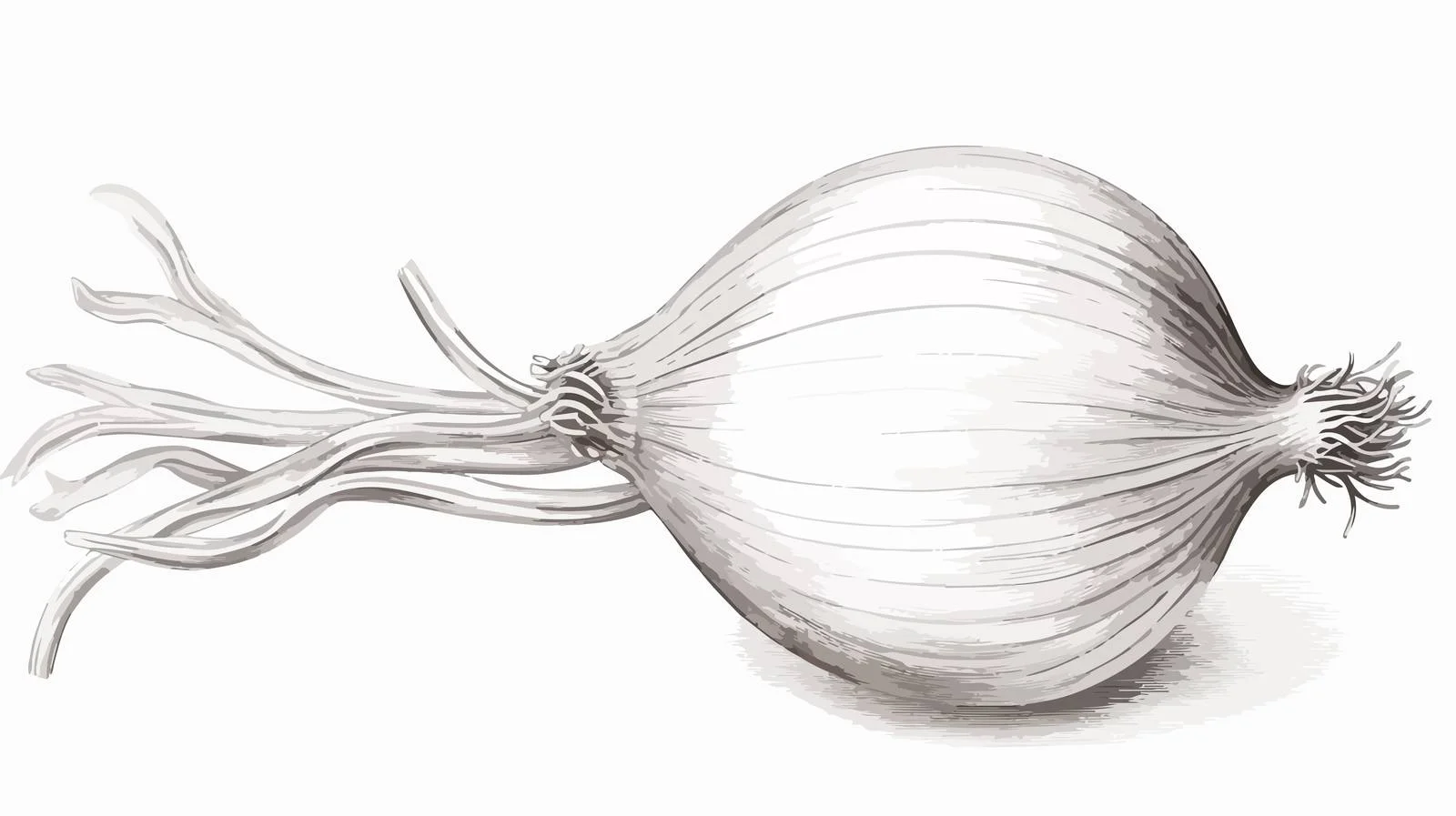 Detailed illustration of fresh onion bulb — free download from Dotvec