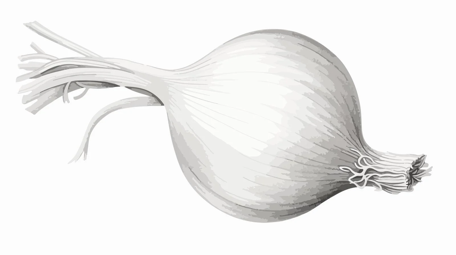 Detailed illustration of fresh onion bulb — free download from Dotvec