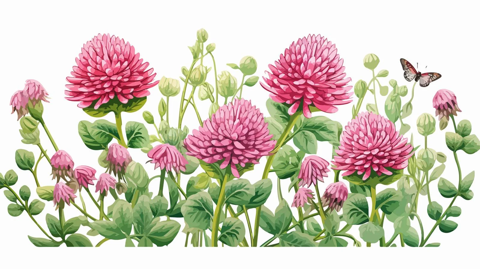 Botanical illustration of blooming red clover — free download from Dotvec