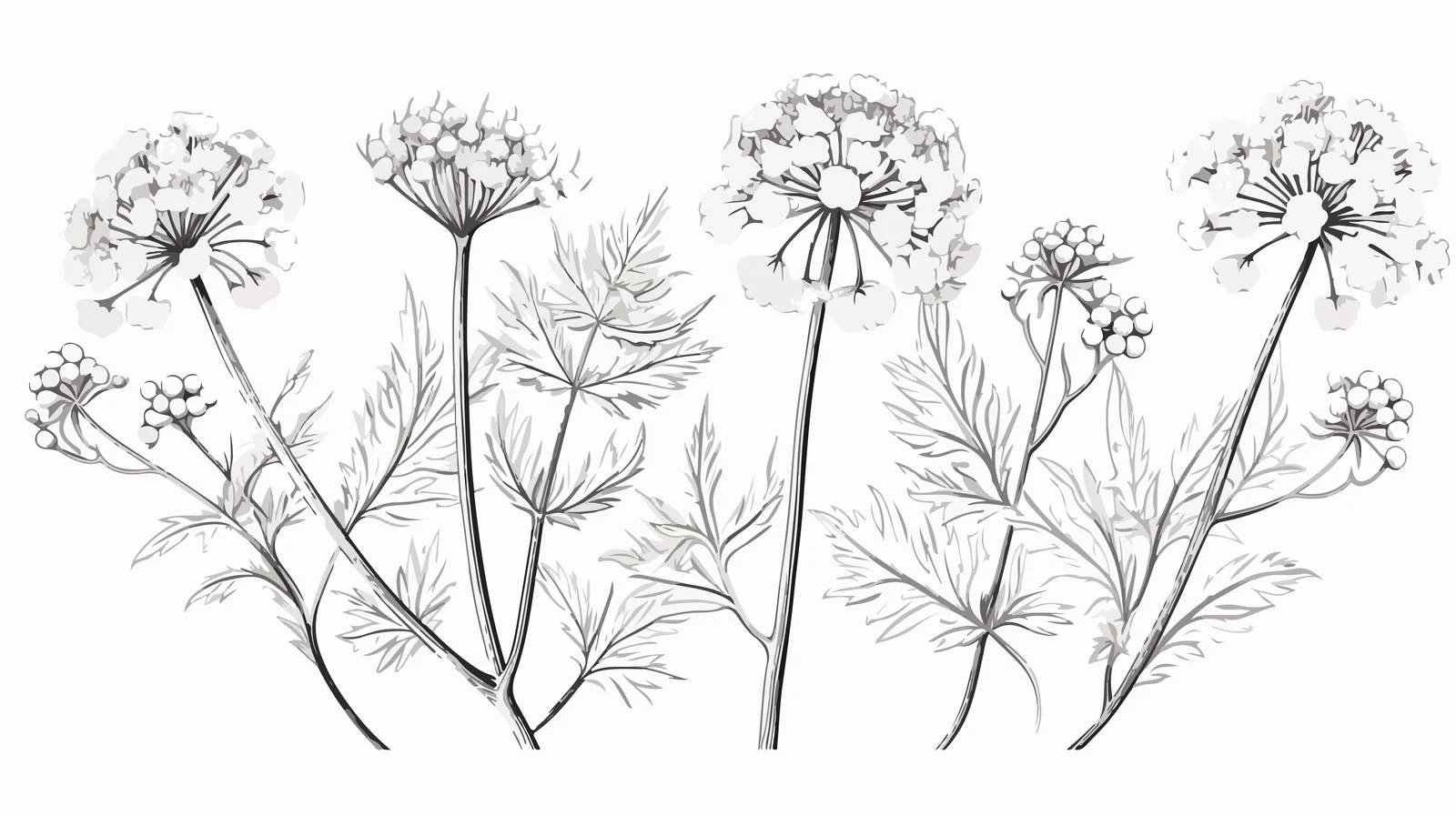 Exquisite Ammi Visnaga Floral Composition — free download from Dotvec