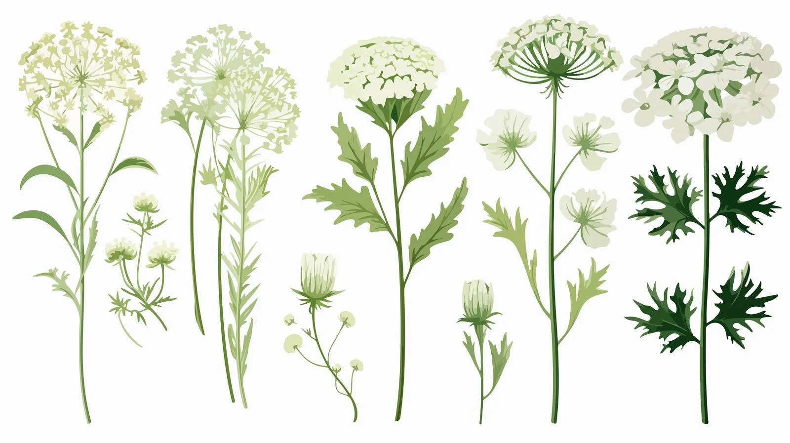 Exquisite Ammi Visnaga Floral Composition — free download from Dotvec