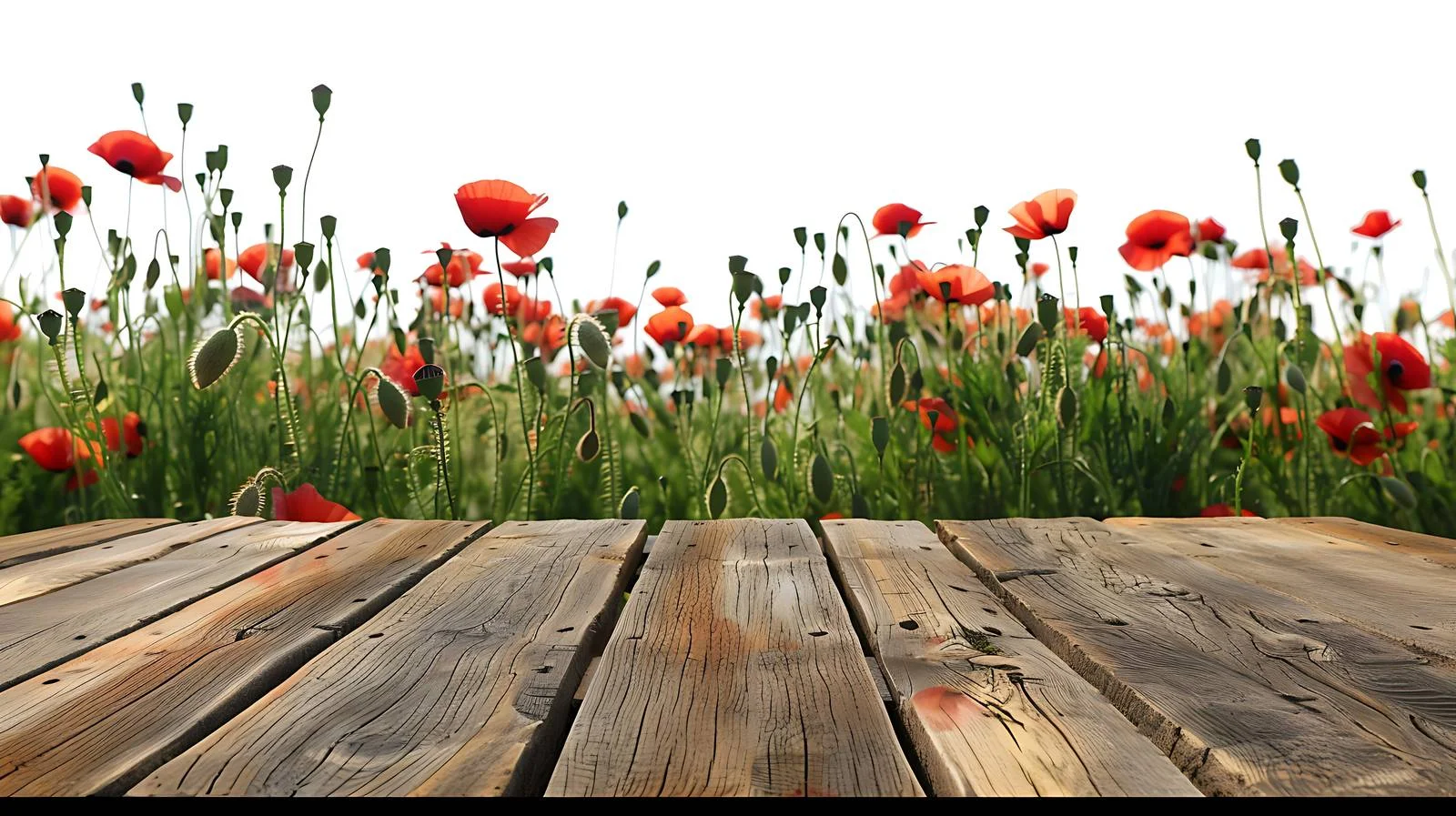 Tranquil Wooden Table Overlooking Poppy Field — free download from Dotvec