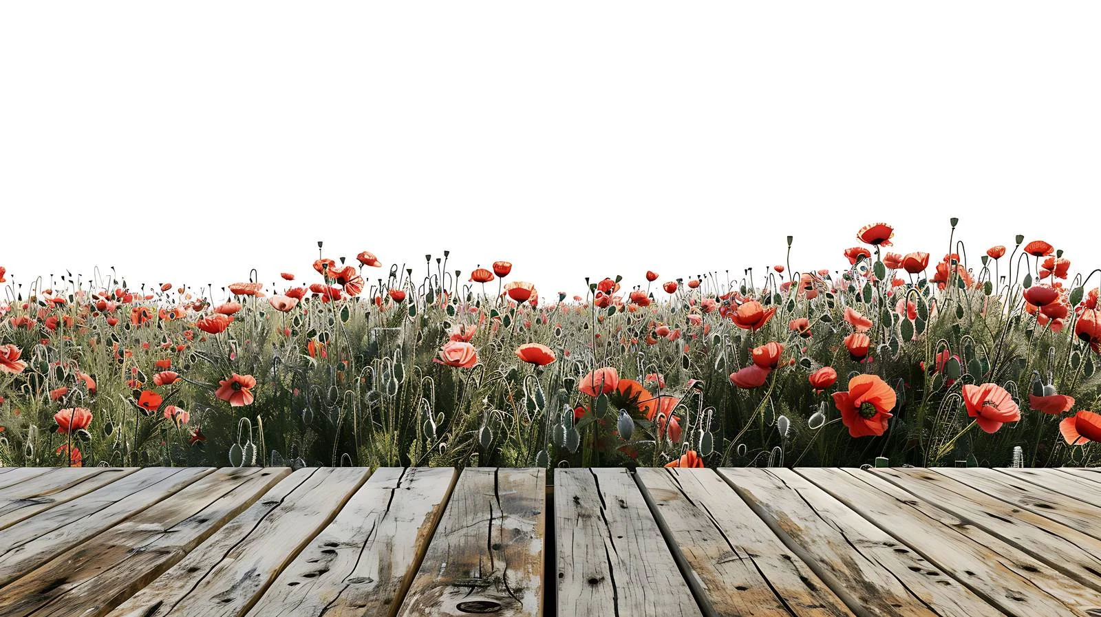 Tranquil wooden table with poppy field backdrop – free poppies image from Dotvec
