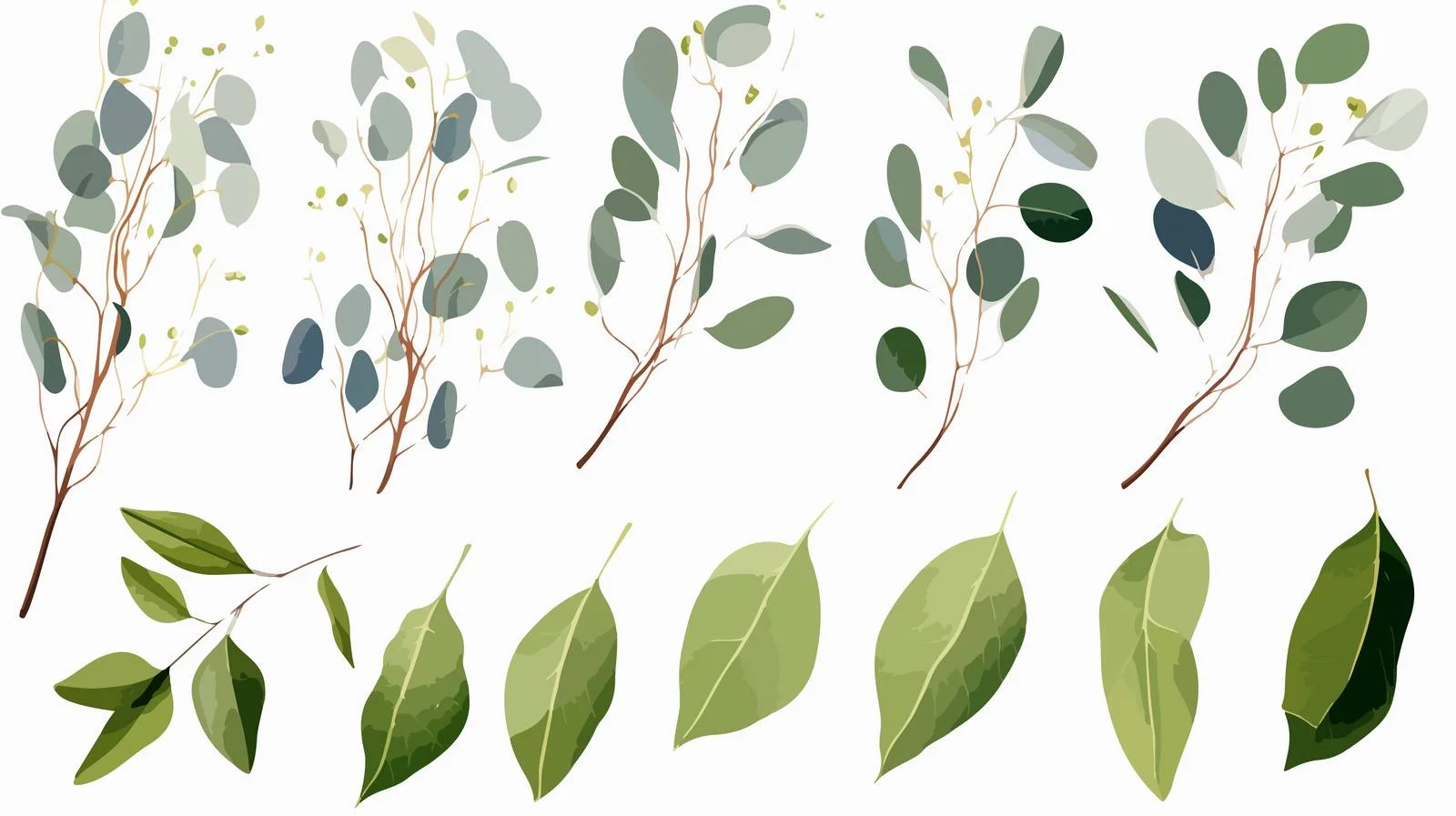 Detailed Eucalyptus Gunnii Vector Illustration — free download from Dotvec