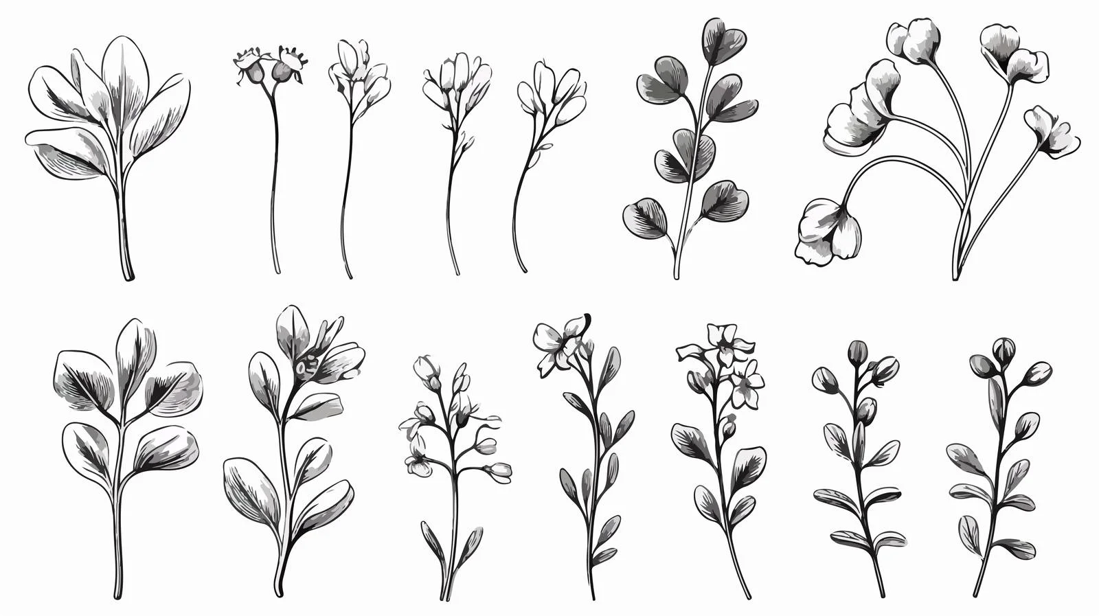 Fenugreek Herbal Plant Botanical Illustration — free download from Dotvec