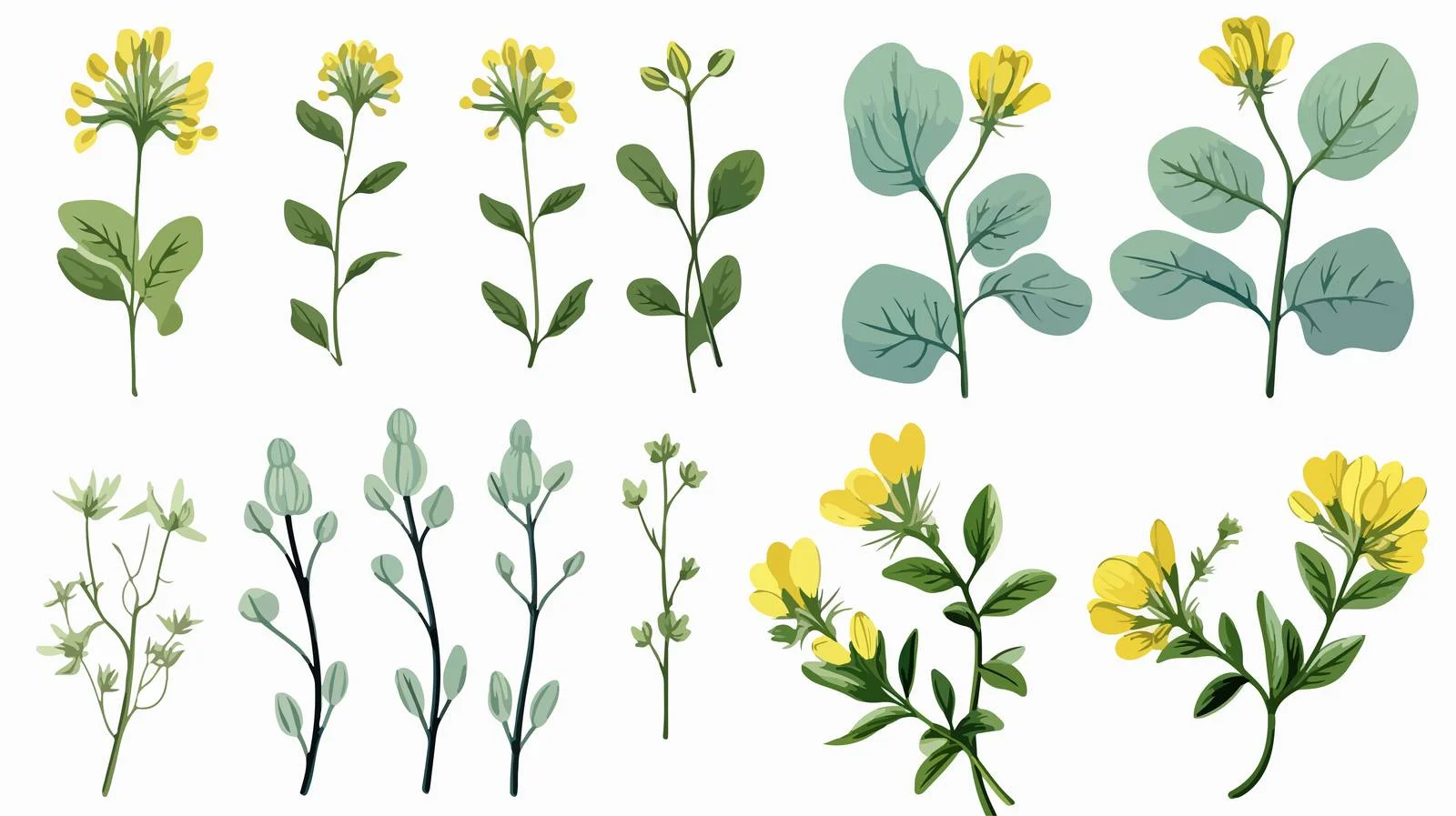 Fenugreek Herbal Botanical Graphic Illustration — free download from Dotvec