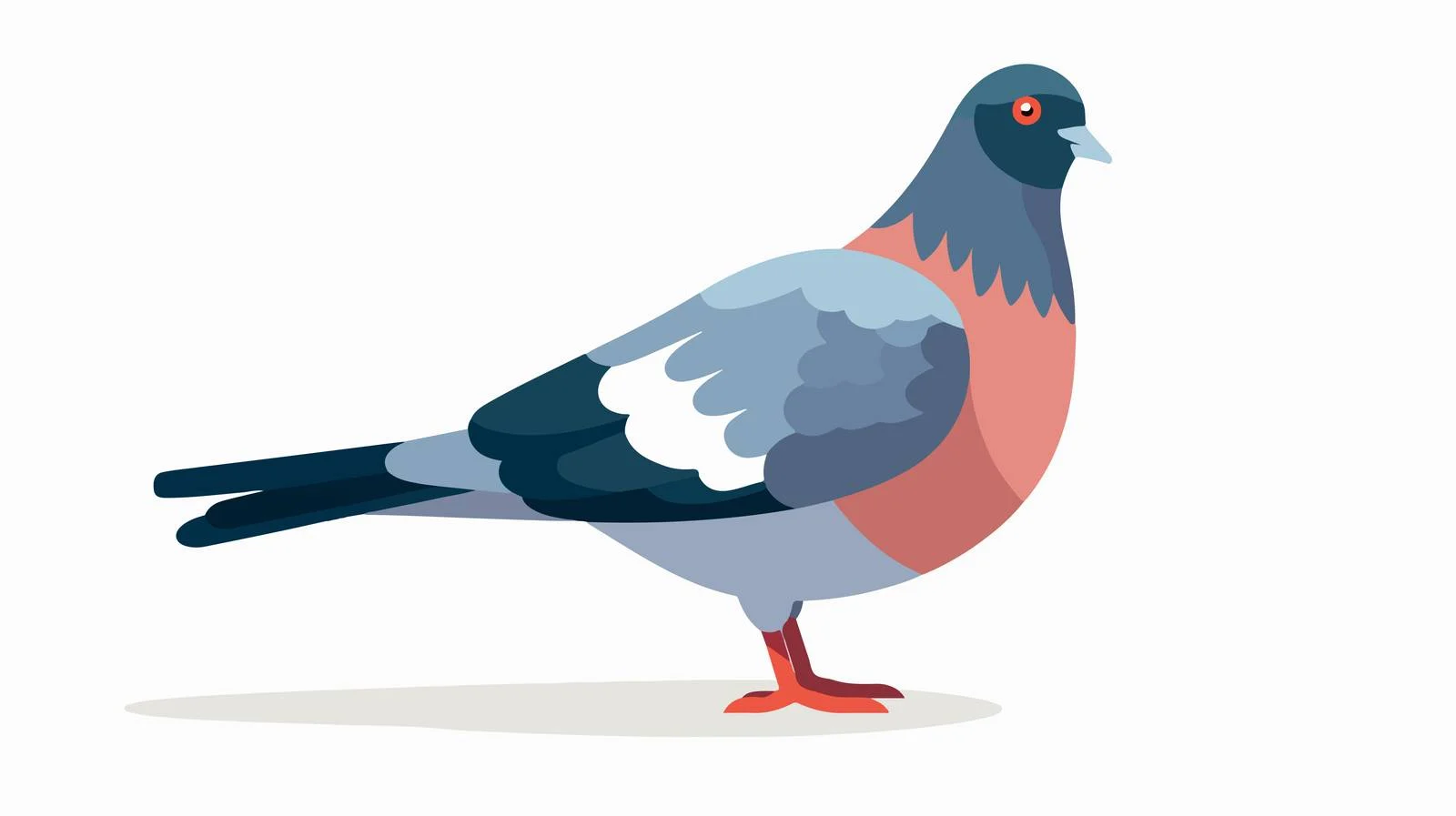 Wild Pigeon in Urban Setting on White — free download from Dotvec