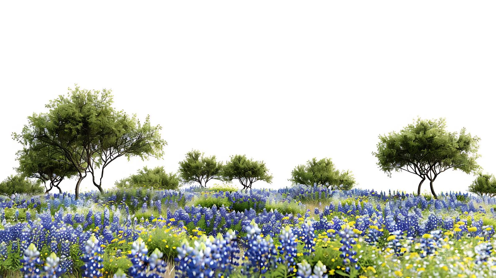 Vibrant Texas Wildflower Field Landscape — free download from Dotvec