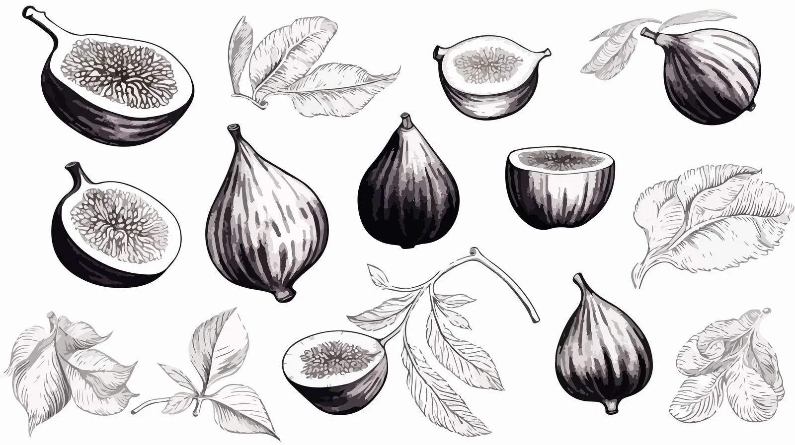 Exquisite Fig Tree Fruit Ink Drawings — free download from Dotvec