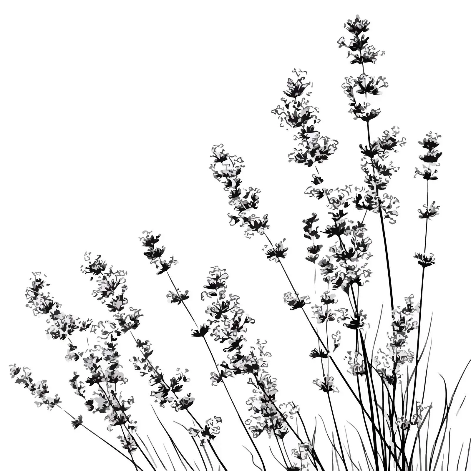 Minimal Lavender Line Art Vector Illustration — free download from Dotvec