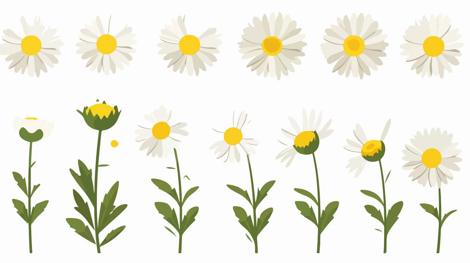 White Daisy Vector With Copy Space — free download from Dotvec