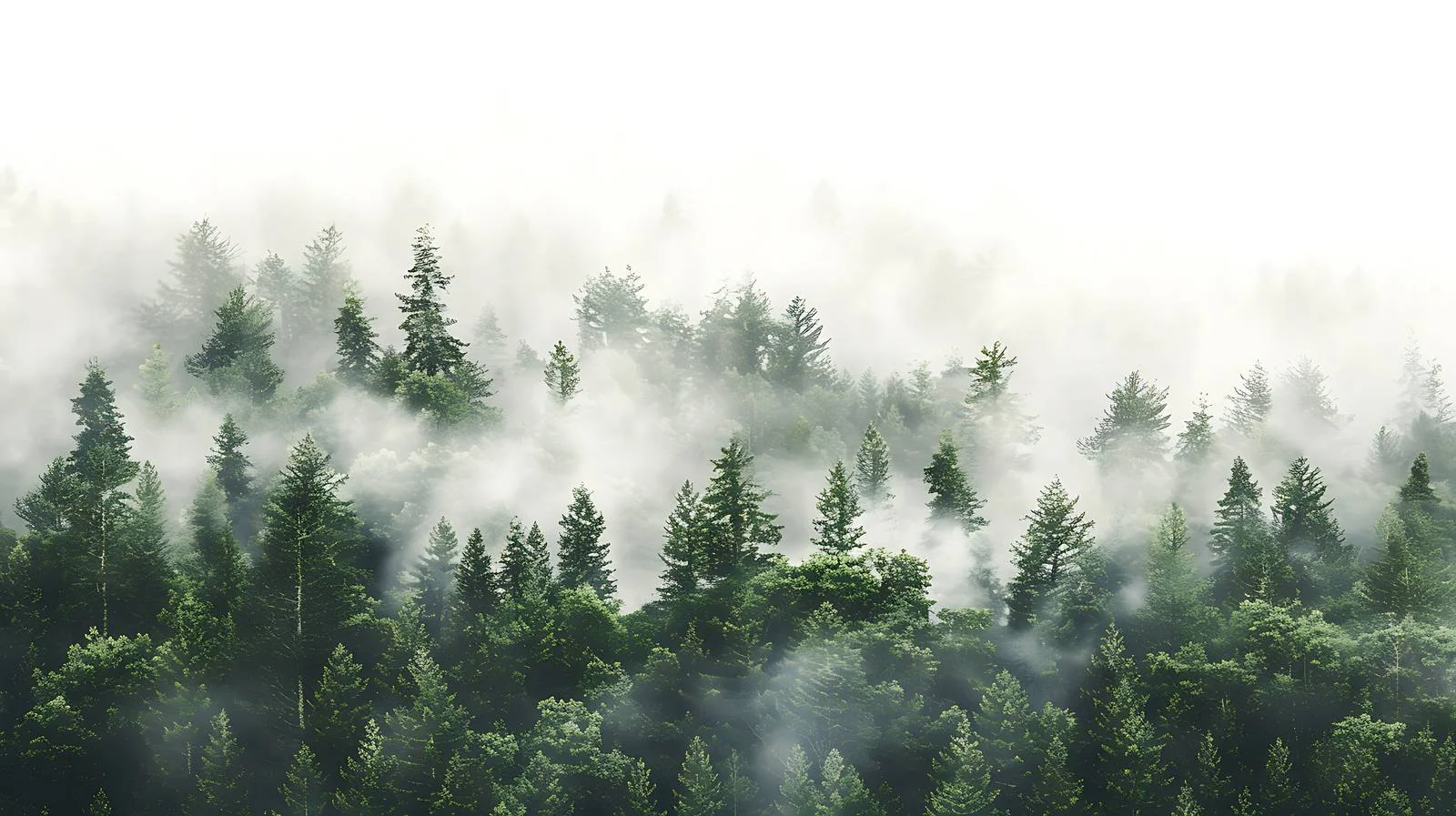 Misty Forest on White Background — free download from Dotvec
