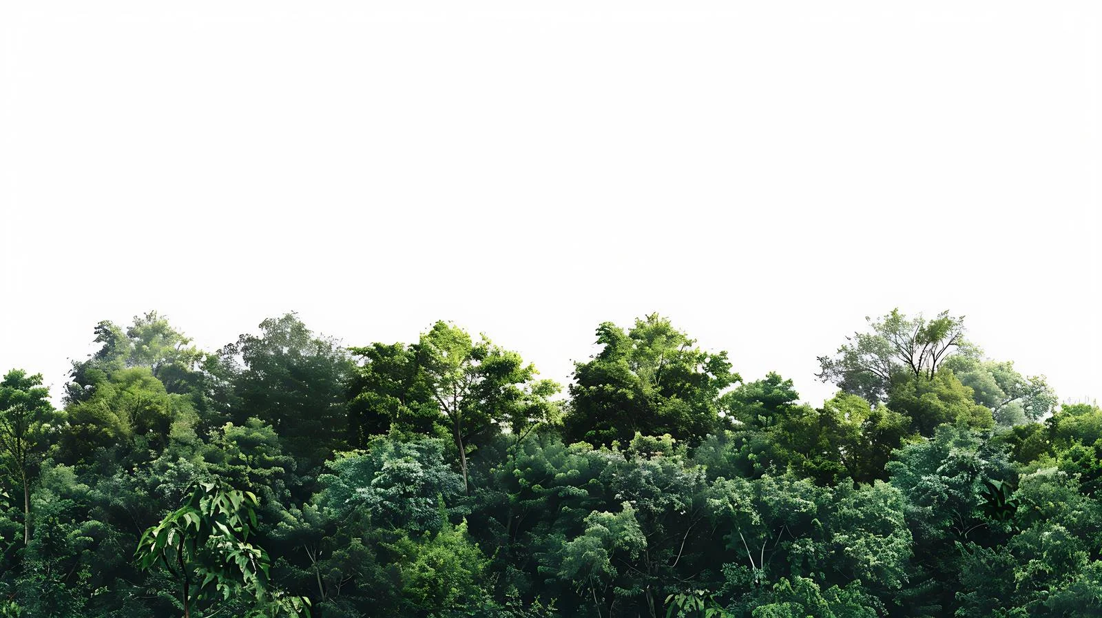 Serene Forest on White Background — free download from Dotvec