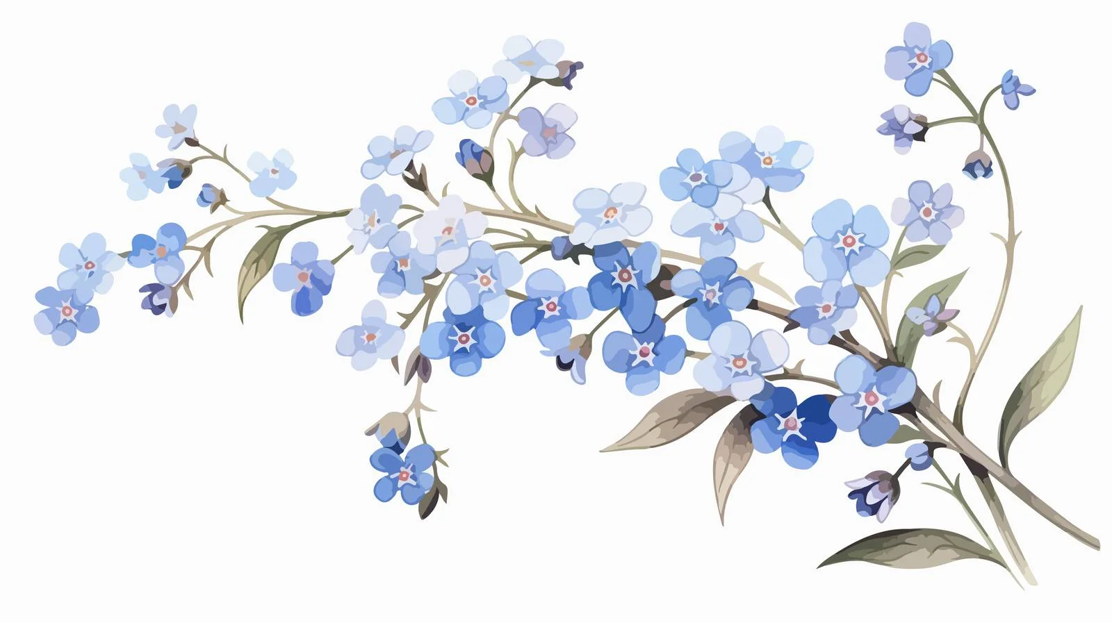 Delicate Forget-Me-Not Blooms on White — free download from Dotvec