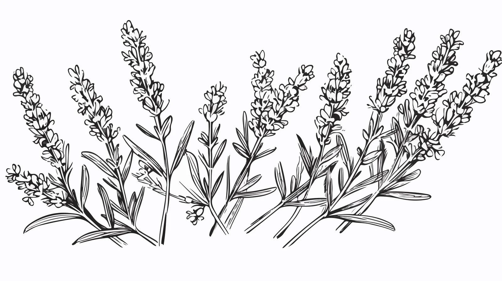 French Lavender Botanical Sketch in Vintage Style — free download from Dotvec