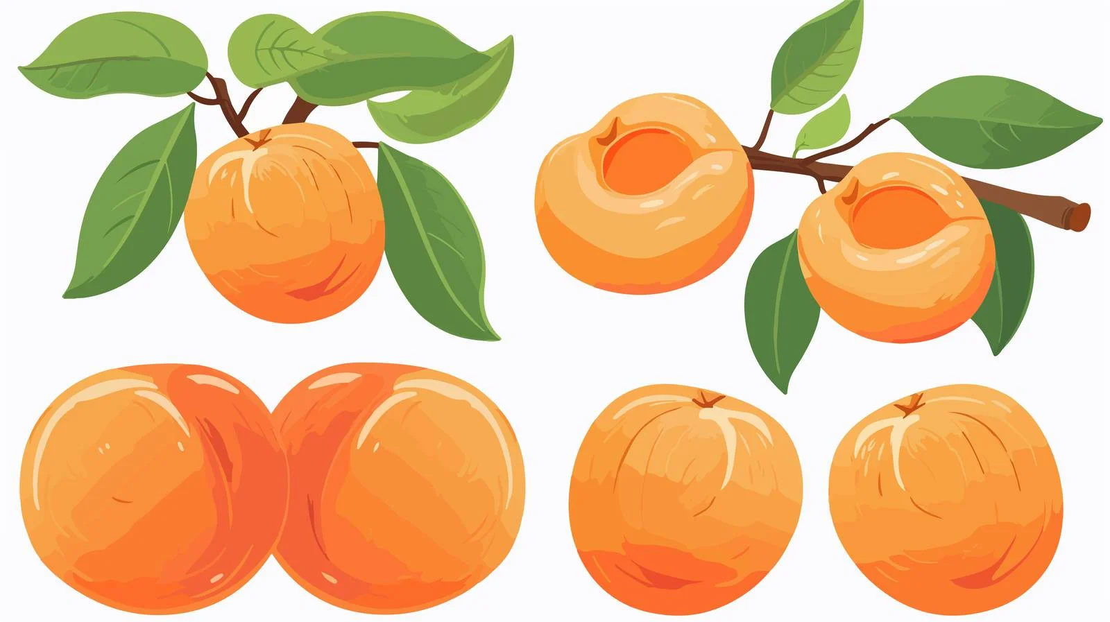 Hand-drawn Apricot Sketch in Doodle Style — free download from Dotvec