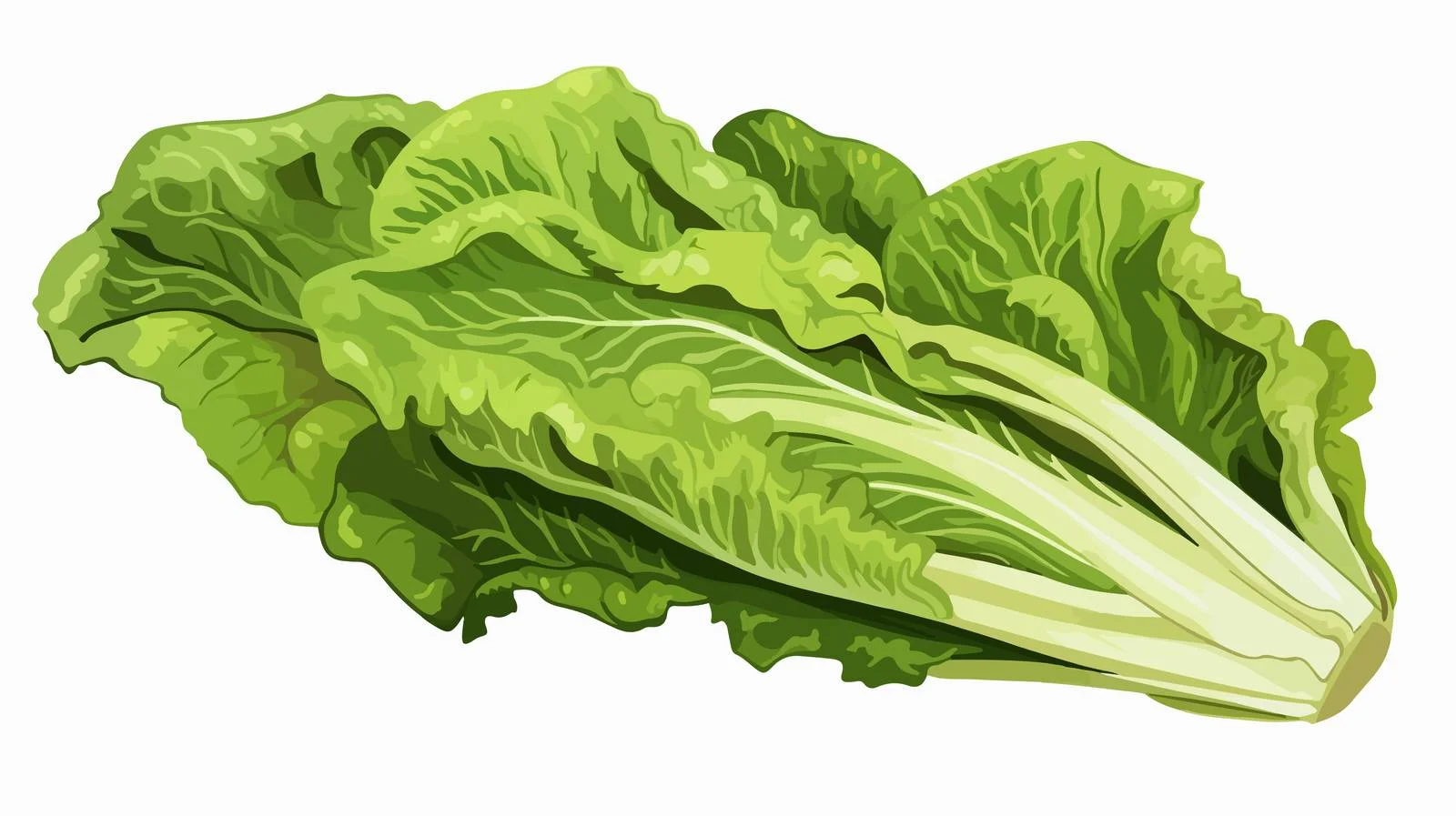 Preparing Fresh Romaine Lettuce for Cooking — free download from Dotvec
