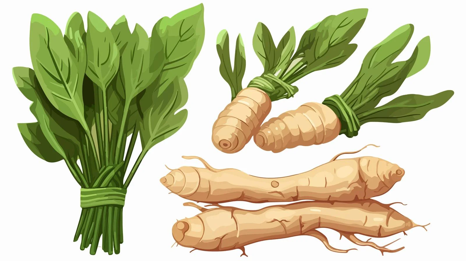 Galangal Herb Cooking Enhancer – free galangal image from Dotvec