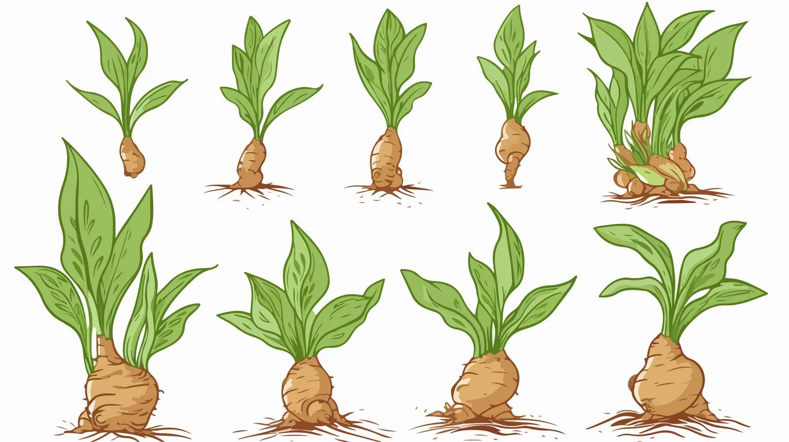 Hand-Drawn Ginger Plant Illustration — free download from Dotvec