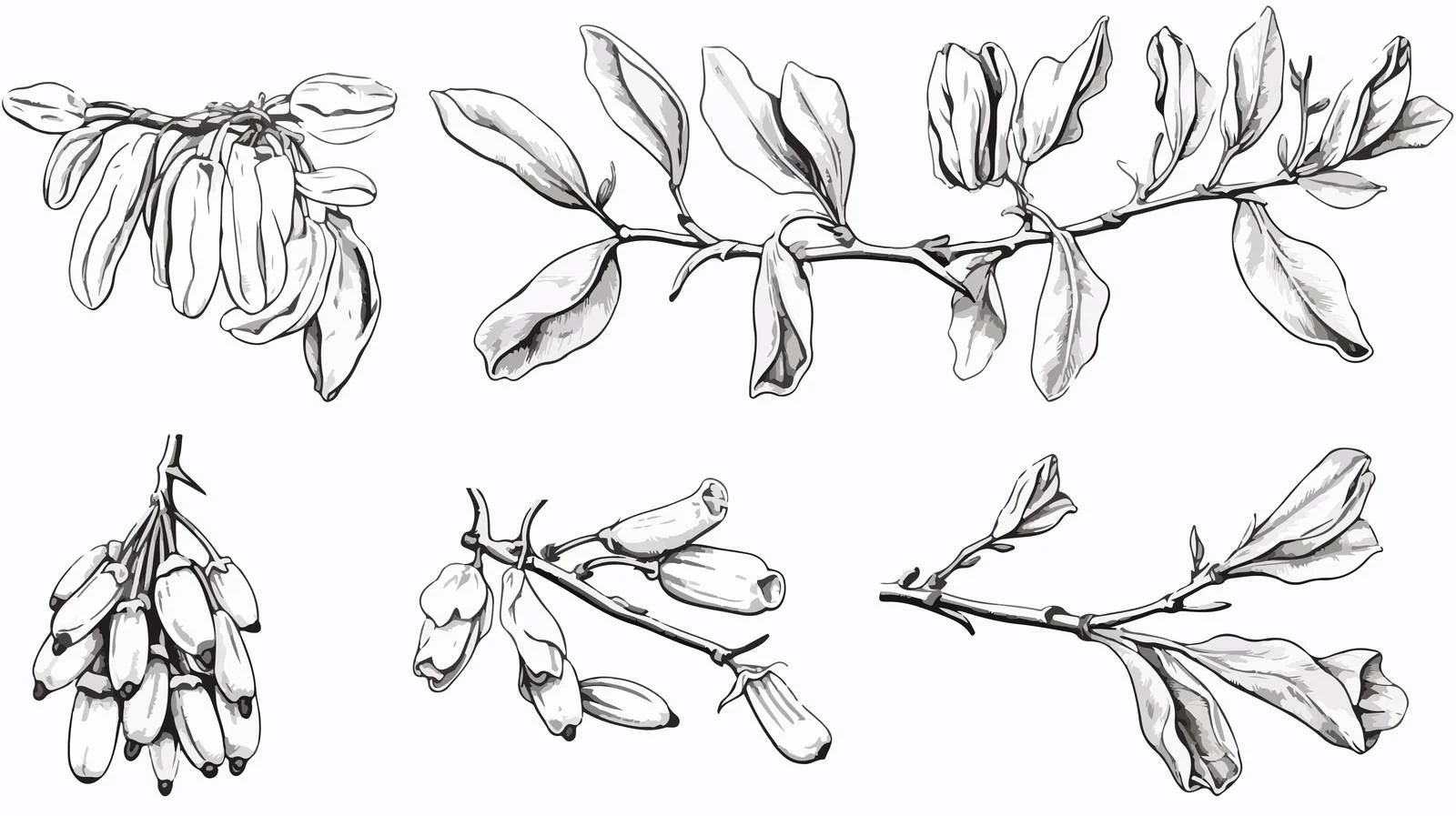 Hand-drawn Goji Branch Collection Blooming — free download from Dotvec