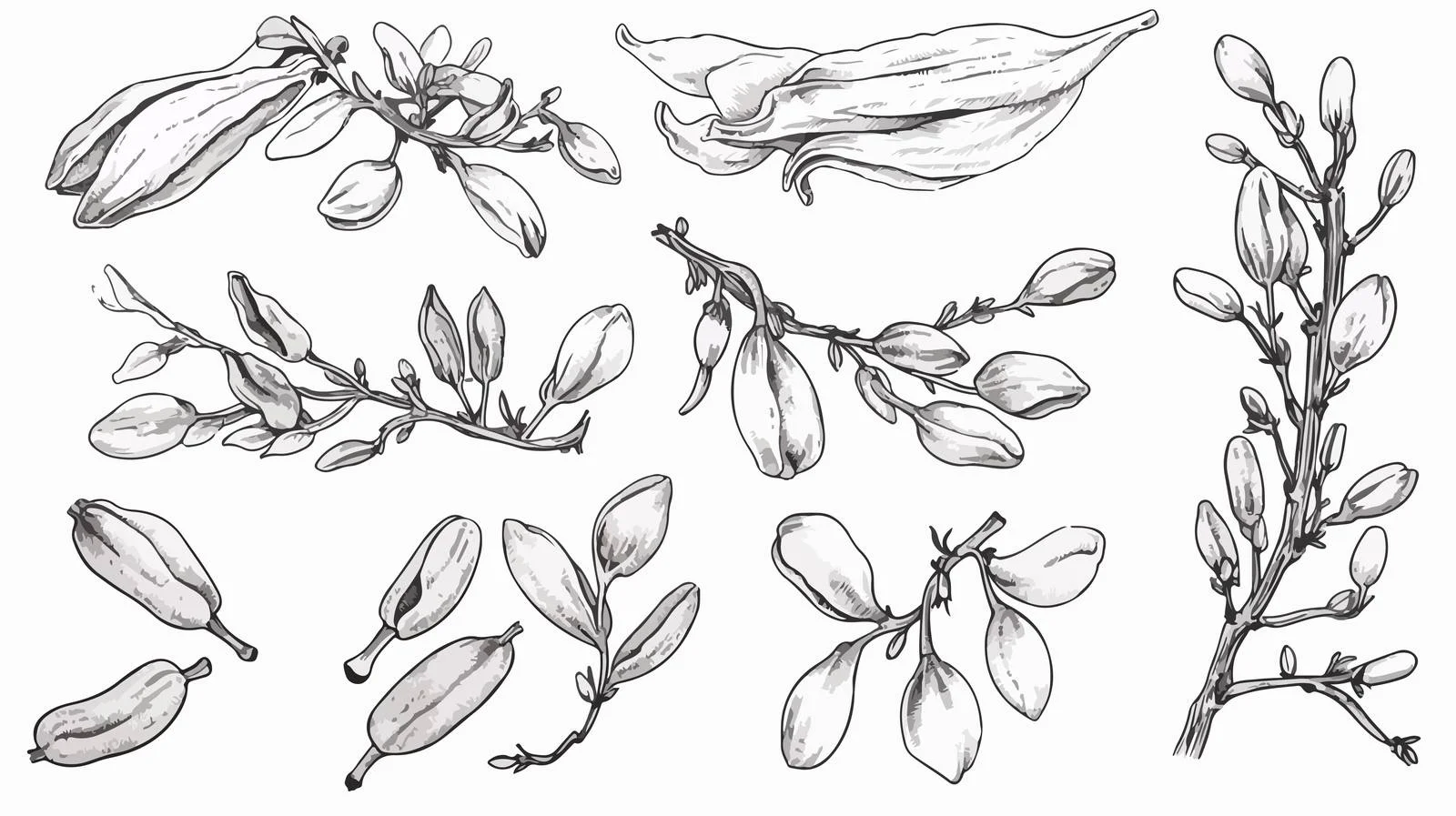 Elegant Hand-Drawn Goji Berry Branch Collection — free download from Dotvec