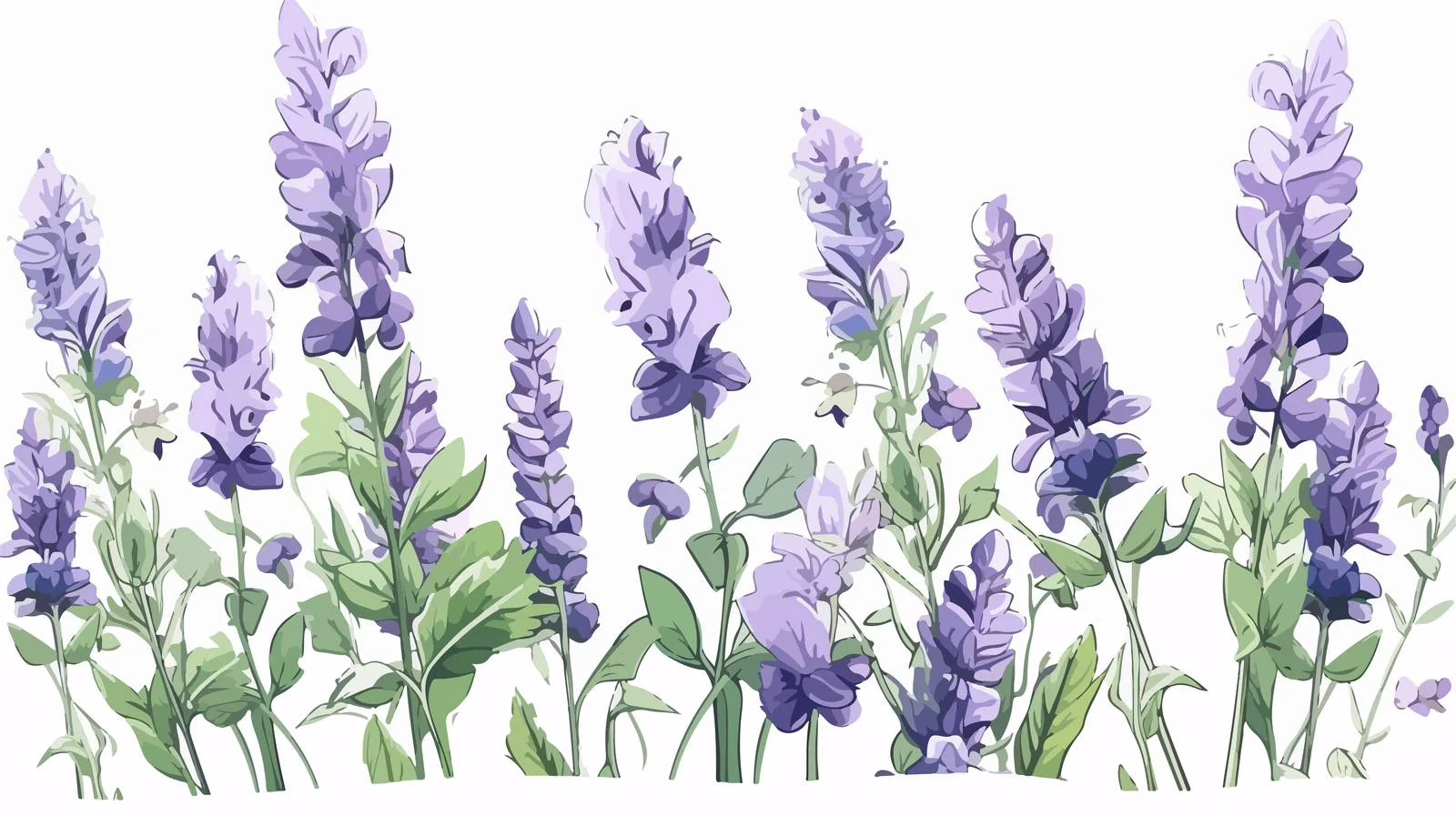 Exquisite Baikal skullcap blossoms and foliage sketch — free download from Dotvec