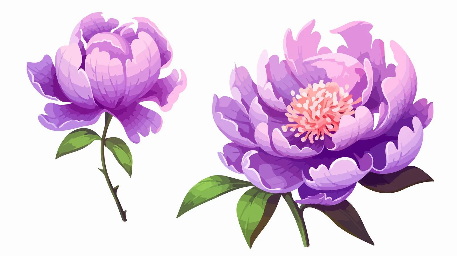 Exquisite Japanese Peony on White Background — free download from Dotvec