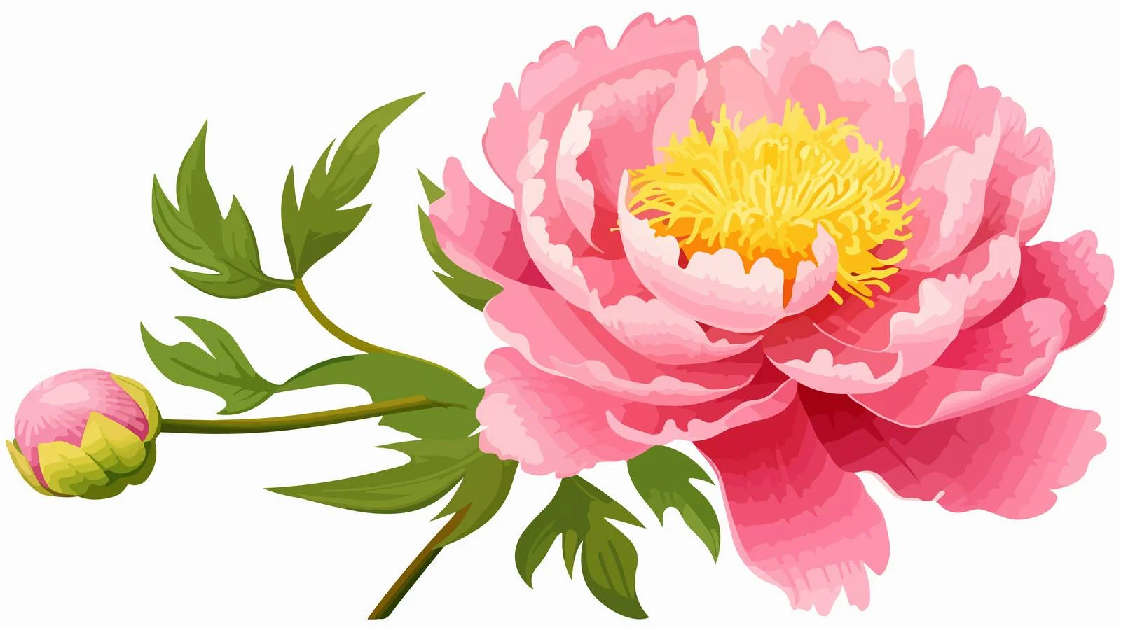 Exquisite Pink Japanese Peony on White Background — free download from Dotvec