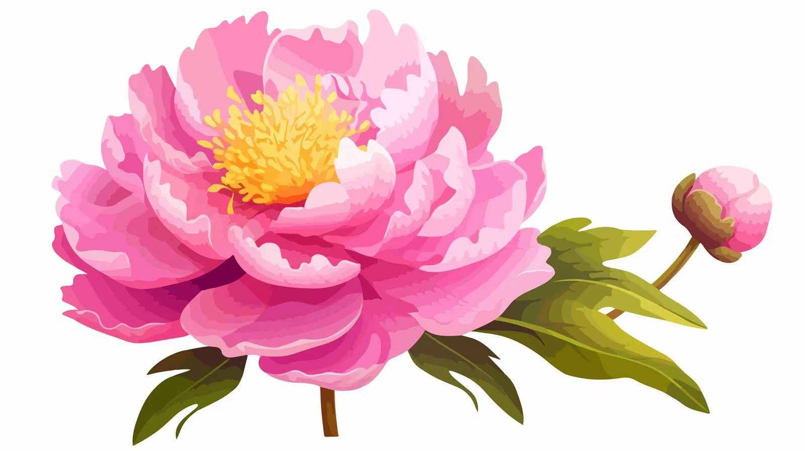 Vibrant Pink Japanese Peony on White Background — free download from Dotvec