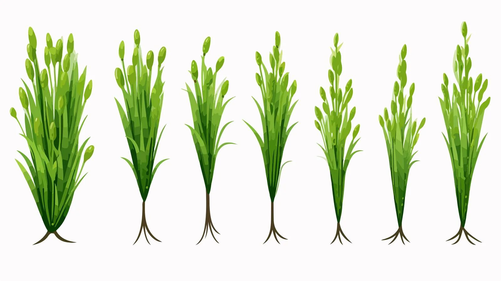 Vibrant Green Asparagus Sprouts for Fresh Cuisine — free download from Dotvec