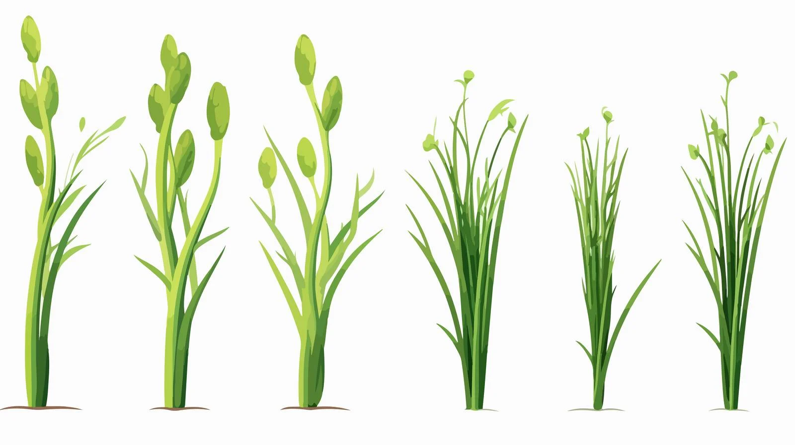 Fresh Green Asparagus Sprouts Growth Sparrow — free download from Dotvec