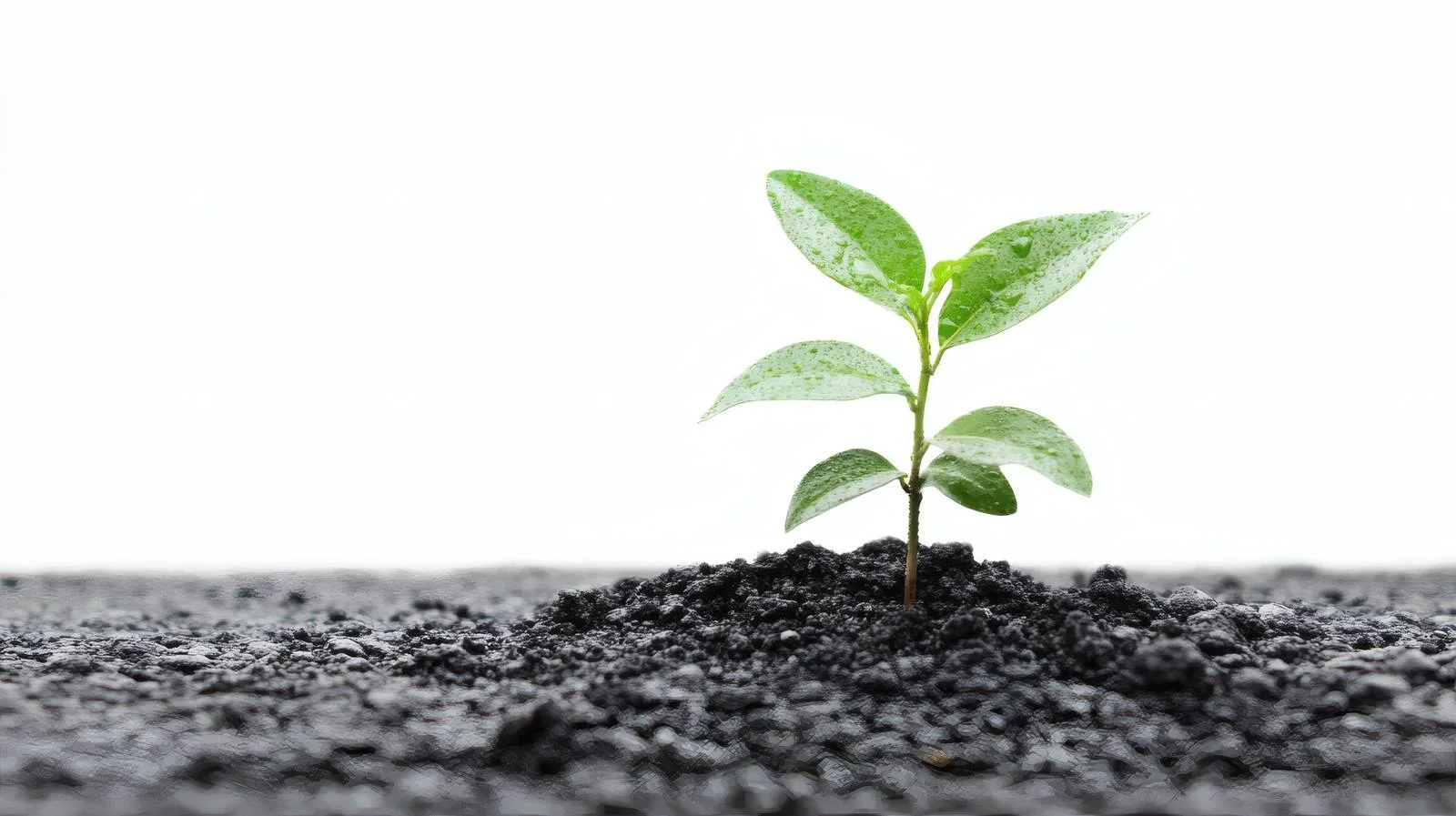 Resilient plant penetrating asphalt against white – free resilient image from Dotvec