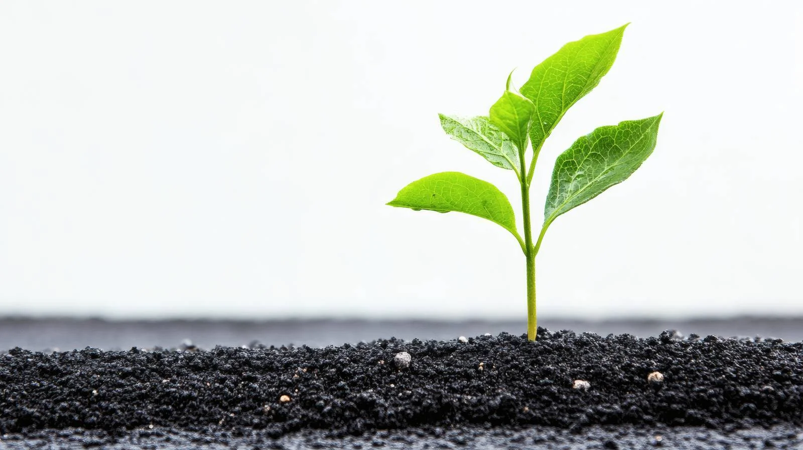 Resilient plant breaking through asphalt – free resilient image from Dotvec