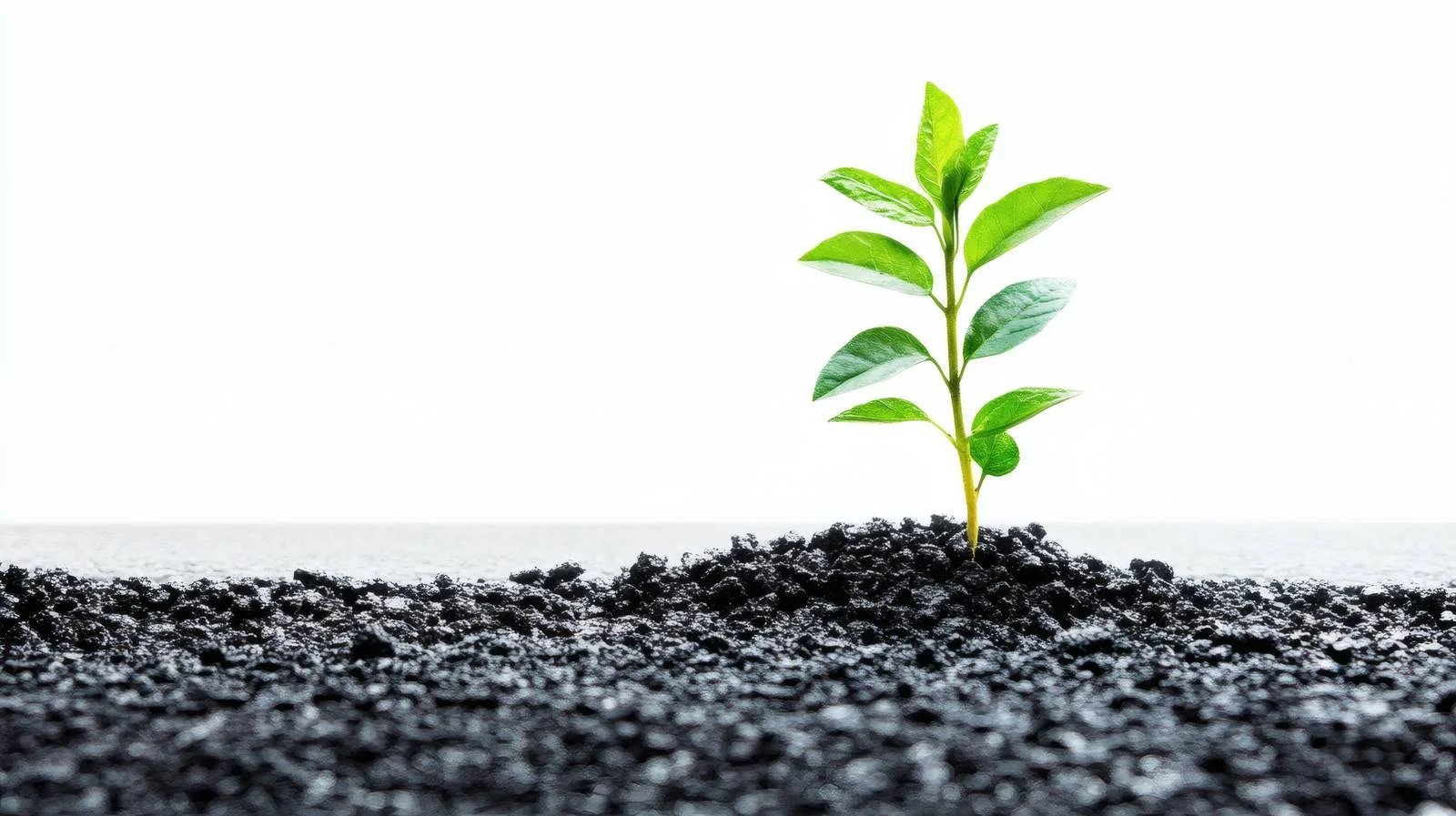 Resilient plant breaking through asphalt pathway – free resilient image from Dotvec