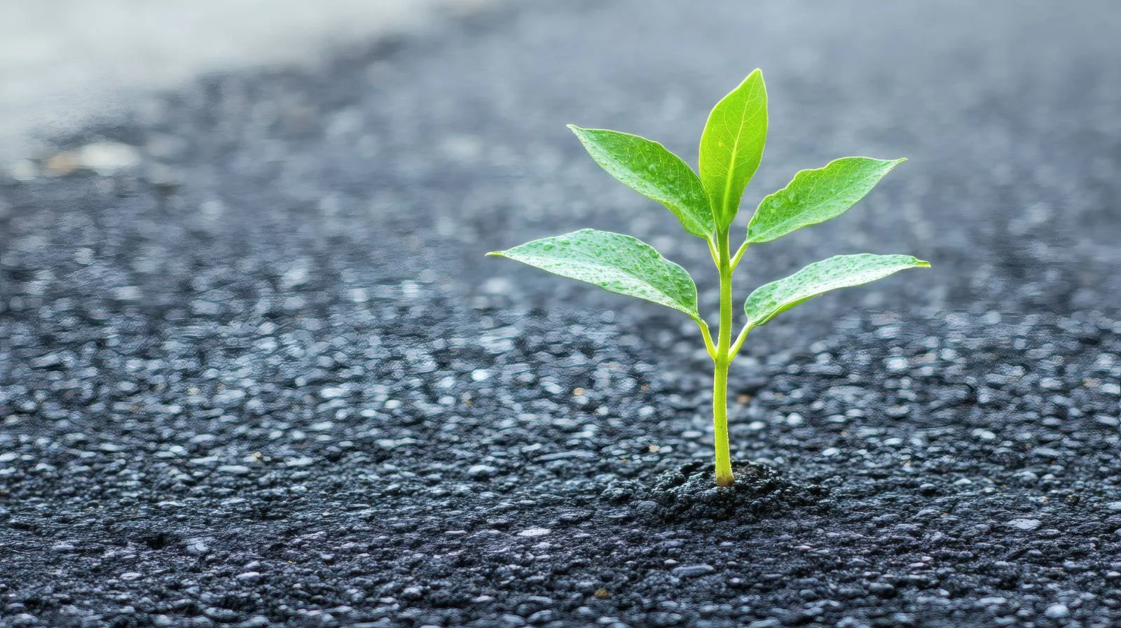 Resilient plant emerging from asphalt isolated – free resilient image from Dotvec