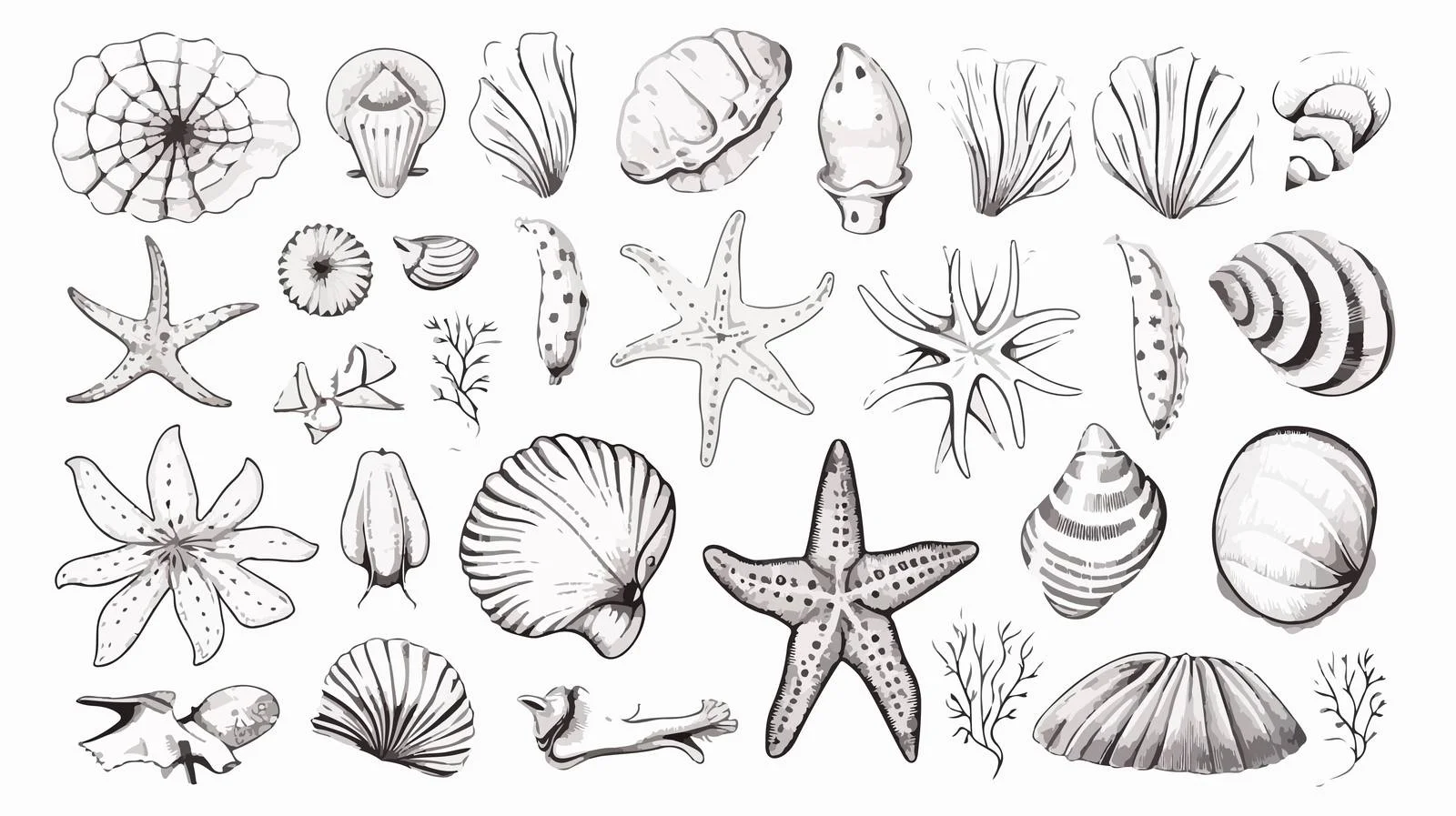 Exquisite Hand-Drawn Seashell Assortment — free download from Dotvec