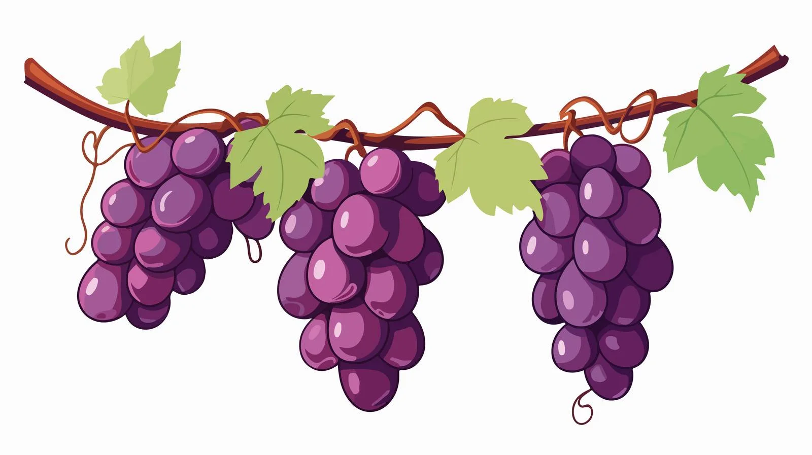 Mature Grape Cluster on Hanging Vine – free cluster image from Dotvec