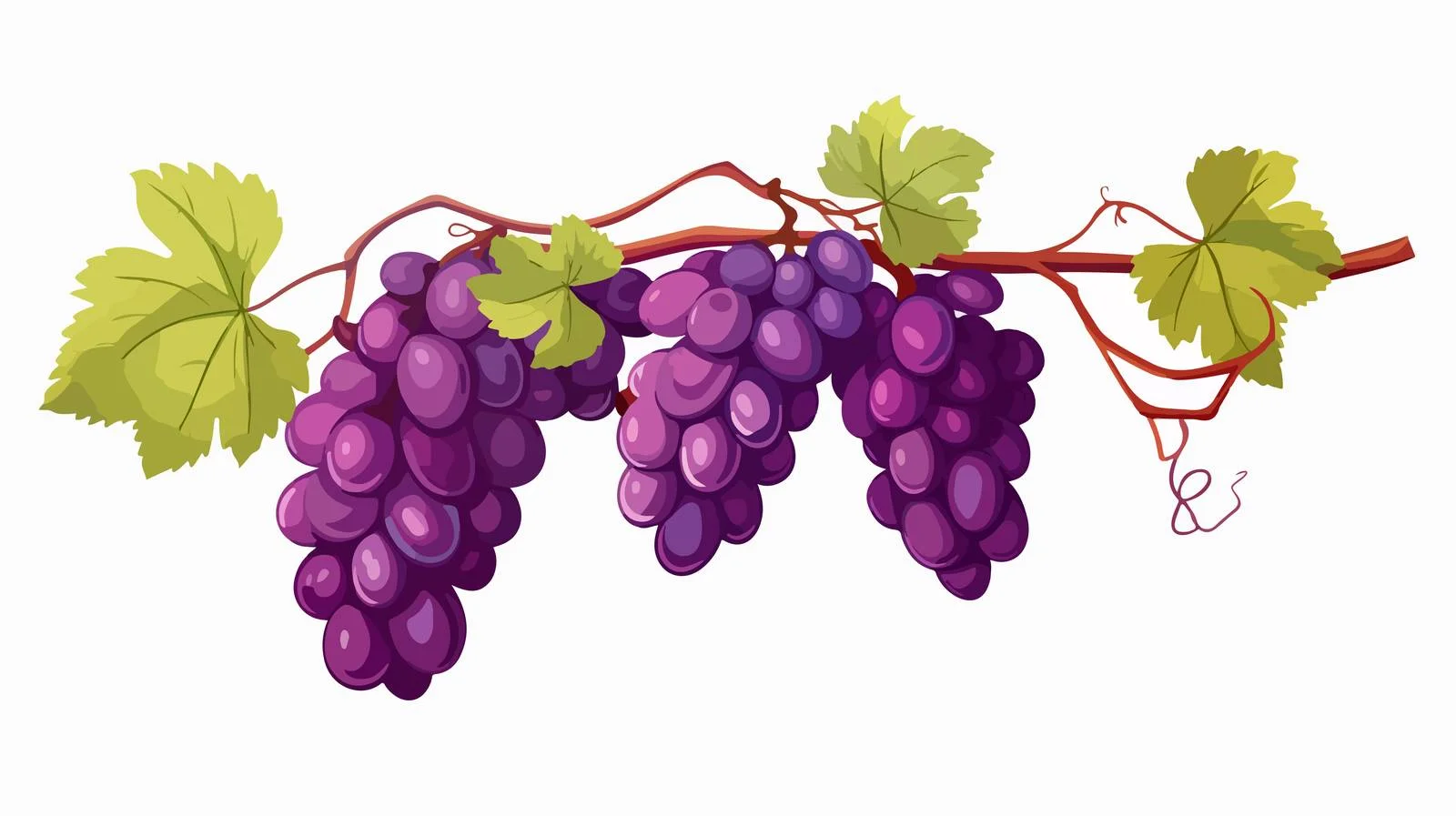Ripe hanging grape cluster on branch — free download from Dotvec