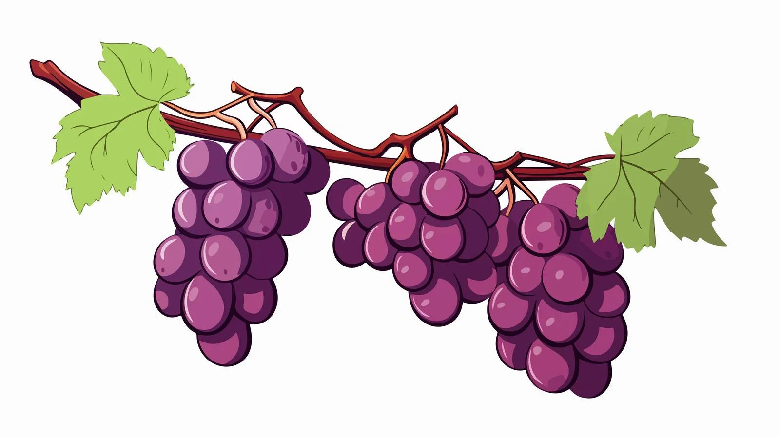 Lush Grape Branch Laden with Ripe Purple Fruit — free download from Dotvec