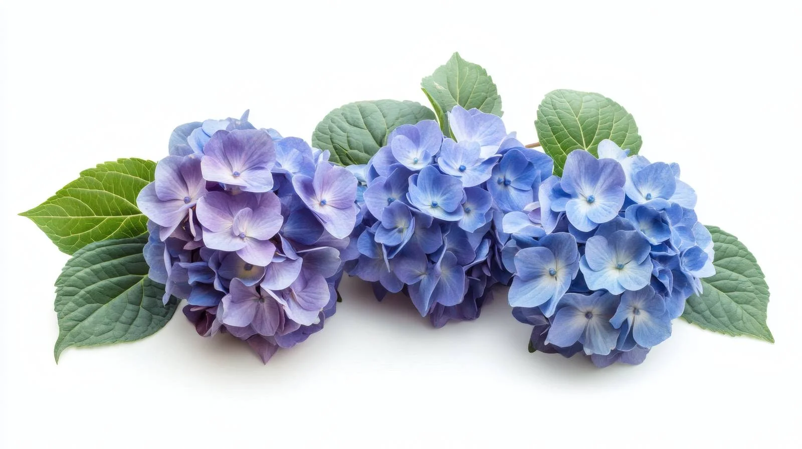 Hydrangea Blossoms on White Background — free download from Dotvec