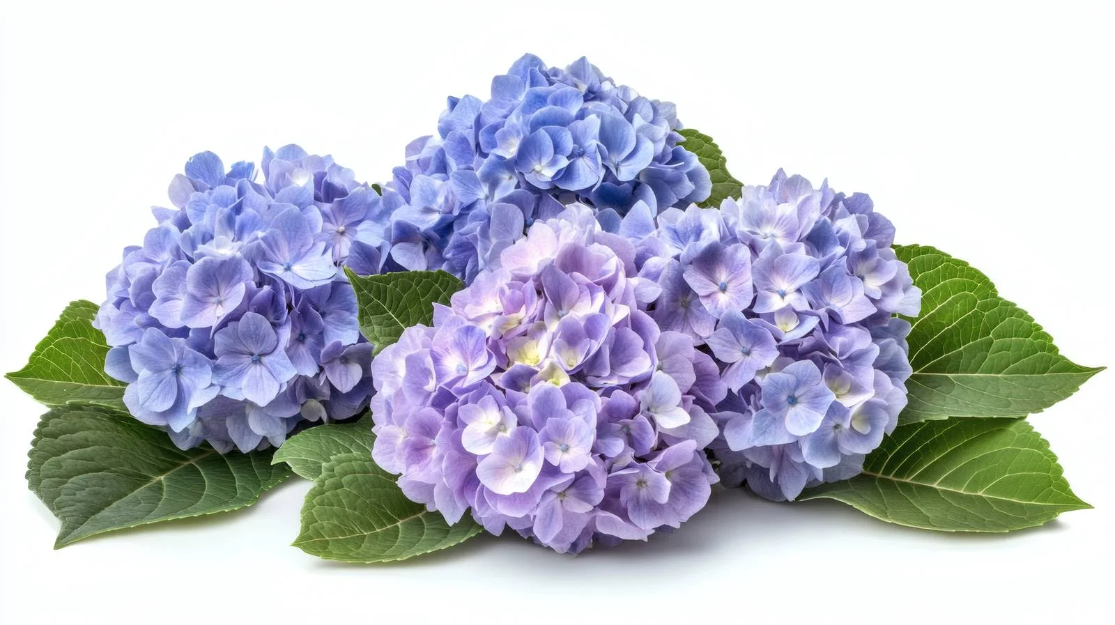 Elegant Hydrangea Flowers on White Background — free download from Dotvec