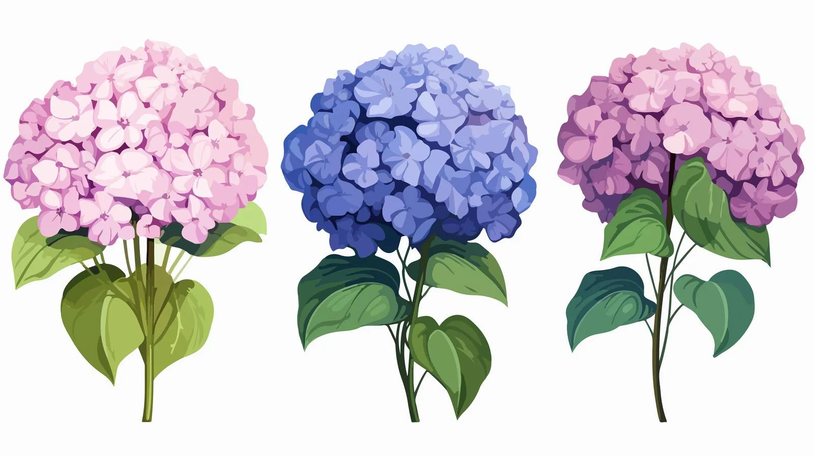 Vintage Engraved Hydrangea Botanical Illustration — free download from Dotvec