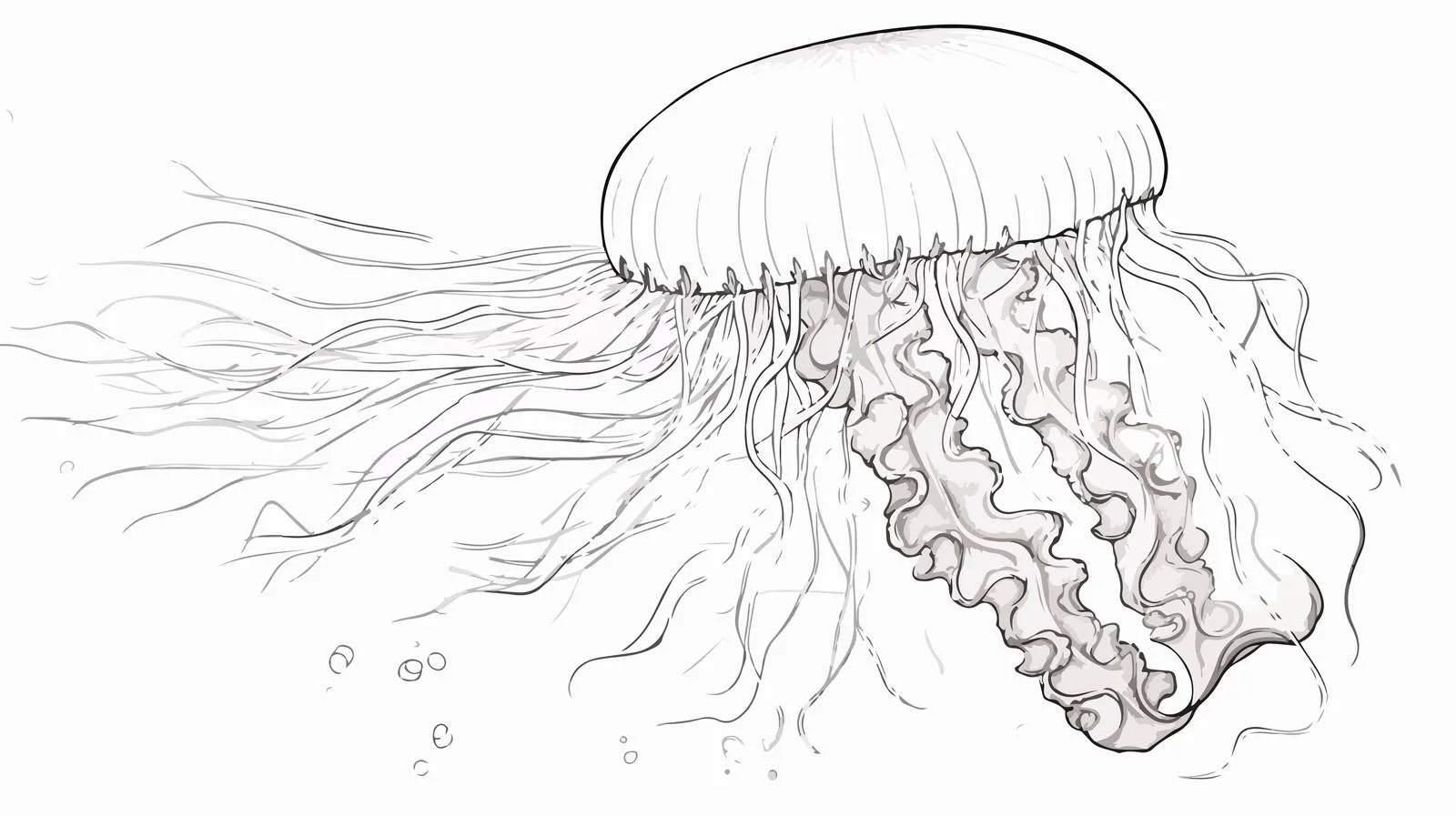 Hand-drawn Jellyfish Vector Illustration — free download from Dotvec