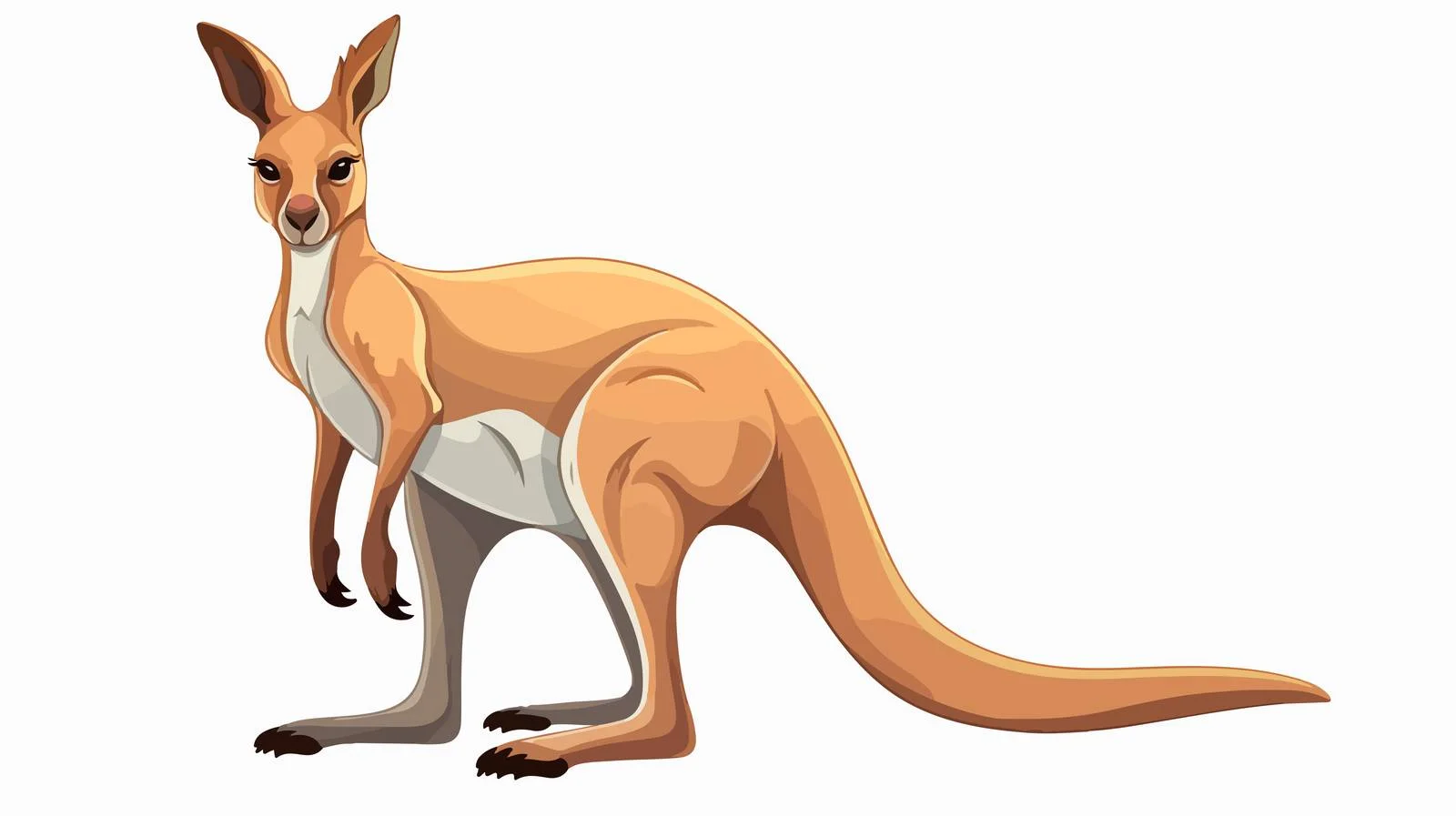 Australian kangaroo cartoon vector illustration – free kangaroo image from Dotvec