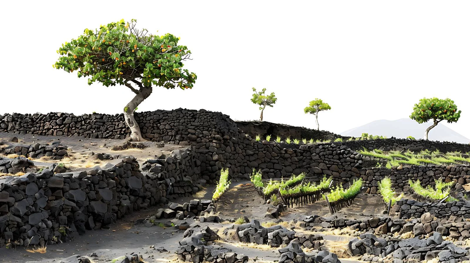 Lanzarote Wine Plantation on Isola — free download from Dotvec