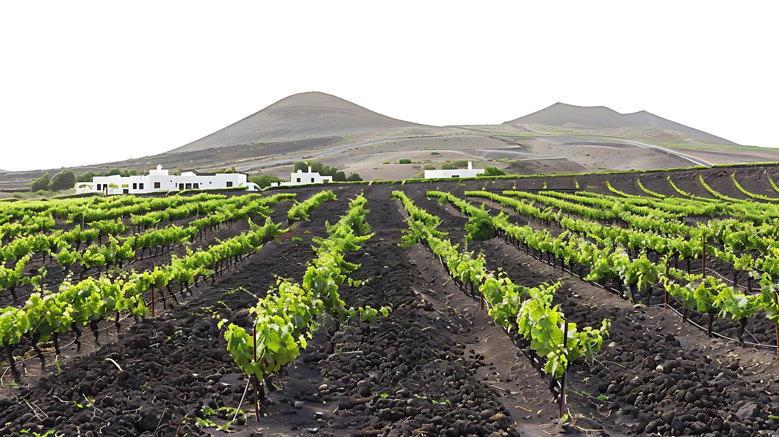 Lanzarote Wine Plantation on Isola — free download from Dotvec