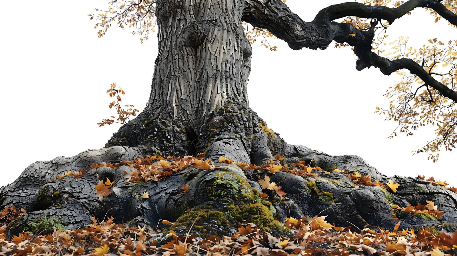 Majestic Oak Trunk in Autumn Forest — free download from Dotvec