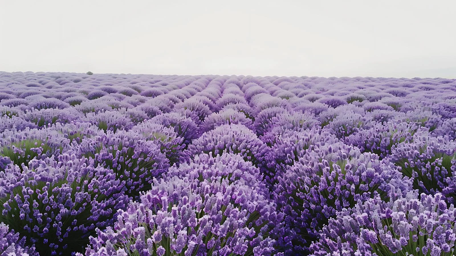 Aerial View of Lavender Field on White — free download from Dotvec
