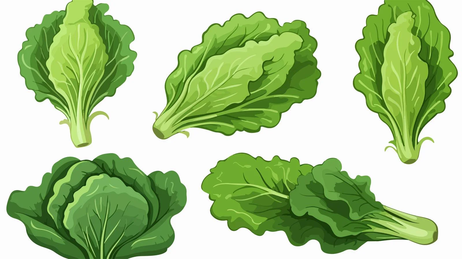 Fresh Lettuce Salad Ingredients — free download from Dotvec